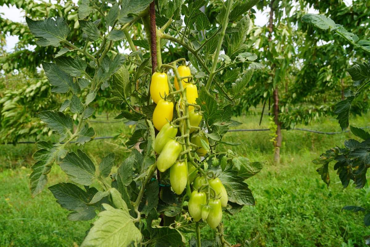 L'habitus vegetativo nel pomodoro può fare la differenza per la tolleranza al caldo